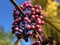 Profusion - Beauty Berry Callicarpa bodinieri var. giraldii or Schonfruch