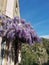 profusion of purple wisteria flowers