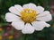Profusion White Zinnia close-up macro of flora flower garden photography season spring wallpaper hd clear dslr
