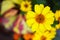 Profusion Yellow Zinnia flower HD wallpaper