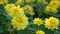 Profusion Yellow Zinnia Flowers