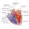 Progress of blood through heart