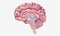 Progression of Multiple Sclerosis Sagittal View