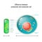 Prokaryote vs Eukaryote. Differences between Prokaryotic and Eukaryotic cells