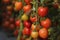 Prolific tomato fruit crop nearly to harvest