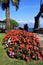 Promenade of Brissago with beautiful Flowers