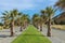 Promenade with palm trees