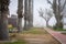 Promenade with trees and benches on a foggy day