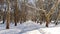 Promenade under the sycamore trees