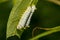 Promethea Silkmoth Caterpillar