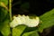 Promethea Silkmoth Caterpillar- Callosamia promethea
