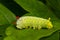 Promethea Silkmoth Caterpillar- Callosamia promethea