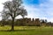 A prominent Oak tree on the meadow of the `Great Mere`, Kenilworth, UK with a backdrop of the ruins of the Kenilworth castle