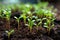 Promising green shoots, nurtured within a tidy planting tray