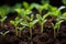 Promising green shoots, nurtured within a tidy planting tray