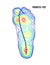 Pronated foot, arch deformation, bottom view. Foot weight distribution.