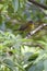 Prong-billed Barbet   810859