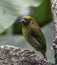 Prong-billed Barbet (Semnornis frantzii)