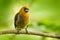 Prong-billed barbet, Semnornis frantzii, Vera Blanca, Costa Rica, exotic grey and red mountain bird, Wildlife scene from nature.