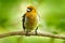 Prong-billed barbet, Semnornis frantzii, Vera Blanca, Costa Rica, exotic grey and red mountain bird. Wildlife scene from nature.