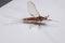 Prong-gilled Mayfly