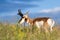Prong horn antelope