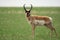 Prong horned Antelope of the Prairies