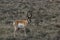 Pronghorn