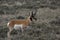 Pronghorn