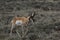 Pronghorn