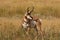 Pronghorn