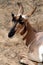 Pronghorn