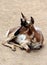 Pronghorn