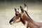 Pronghorn