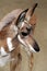 Pronghorn