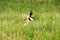 Pronghorn `American Antelope`Buck in Custer State Park