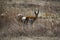 Pronghorn American Antelope Buck Stare