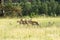 Pronghorn `American Antelope` Doe in Custer State Park