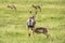 Pronghorn `American Antelope` Doe with Fawn