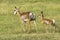 Pronghorn `American Antelope` Doe with Fawn