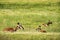 Pronghorn `American Antelope` Doe with Fawns