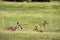 Pronghorn `American Antelope` Doe with Fawns