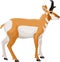 Pronghorn, American antelope, prong buck
