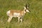 Pronghorn Antelope