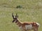 Pronghorn antelope