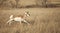 Pronghorn antelope