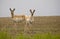 Pronghorn Antelope