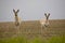 Pronghorn Antelope