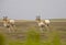 Pronghorn Antelope