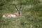 Pronghorn Antelope